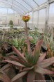 /album/fotogalerie/aloe-capitata-v-quartziticola-jpg/